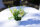 Tischdeko Blume